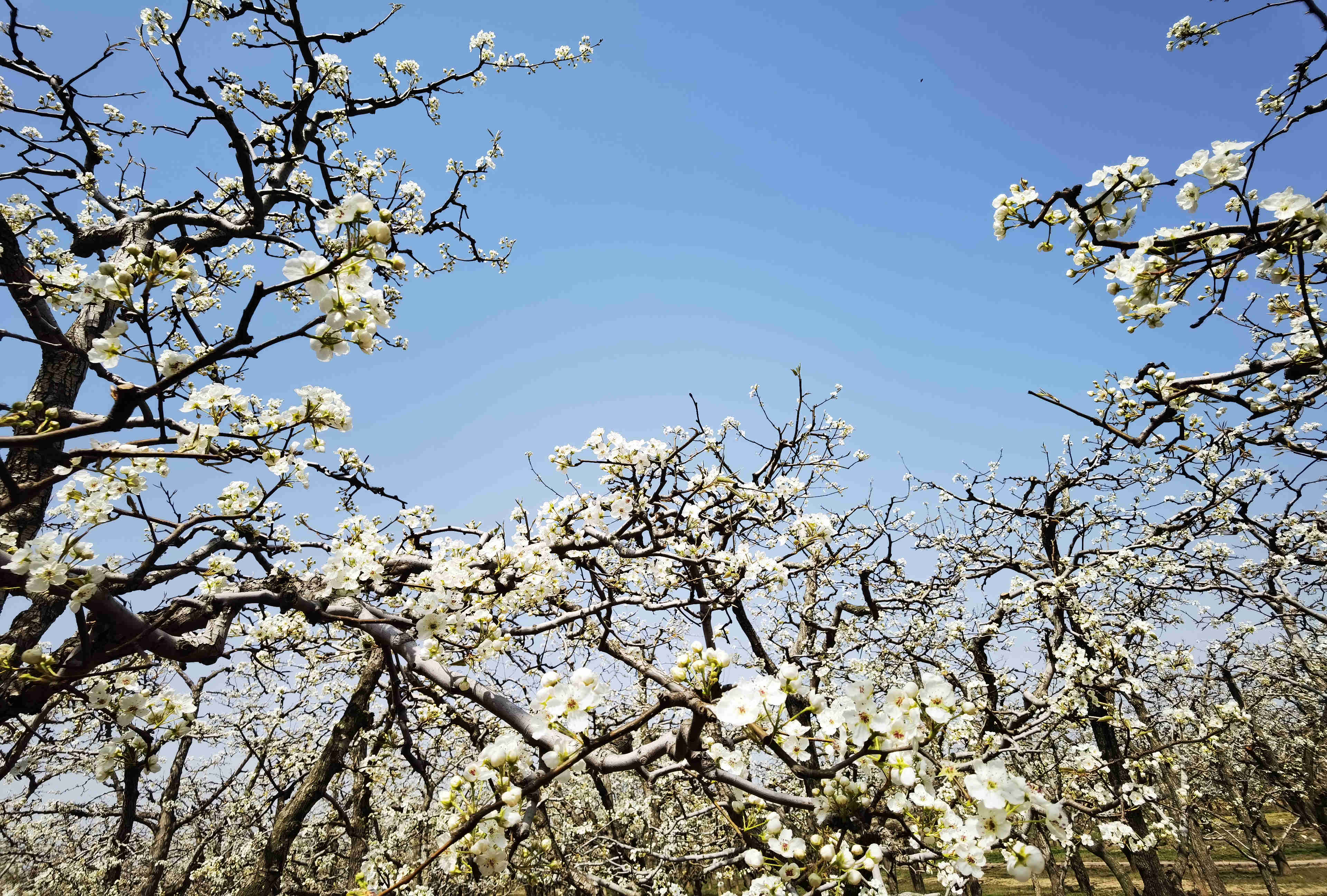 打卡老家河南春天商丘宁陵22万亩梨花如雪绽放