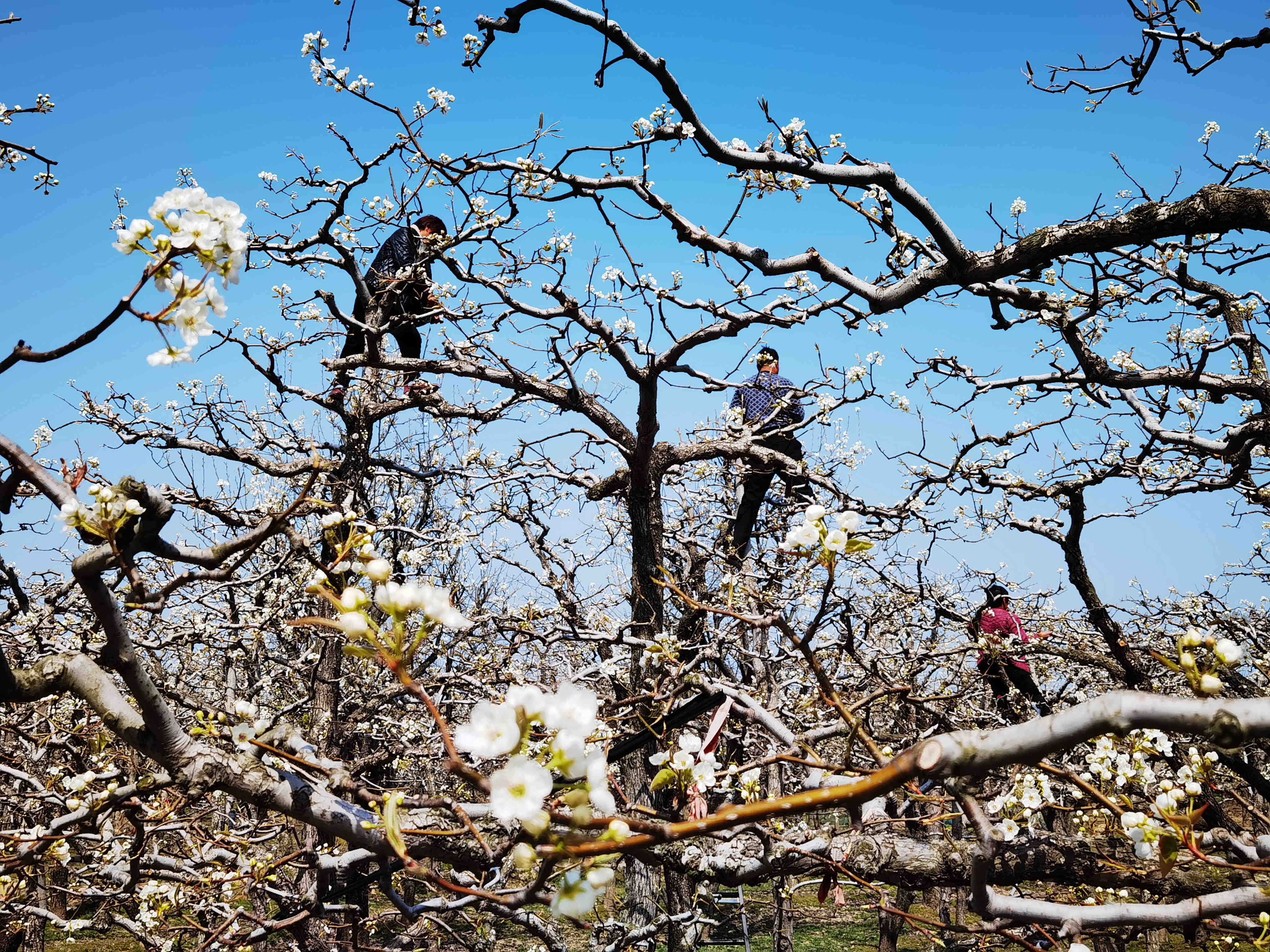 打卡老家河南春天商丘宁陵22万亩梨花如雪绽放