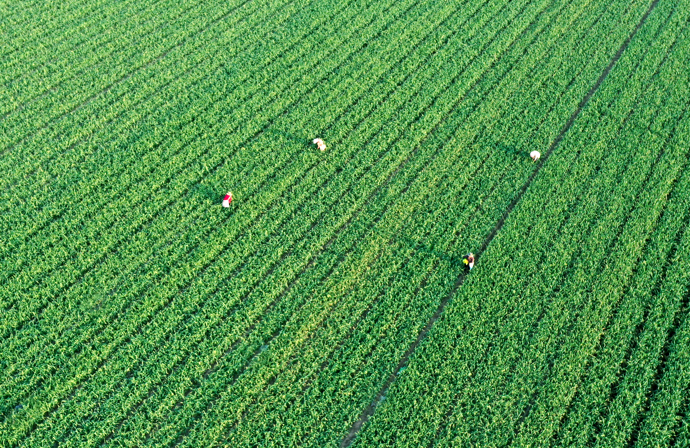 2022年4月10日,河南省开封市尉氏县邢庄乡赵庄的村民在大蒜田里采摘