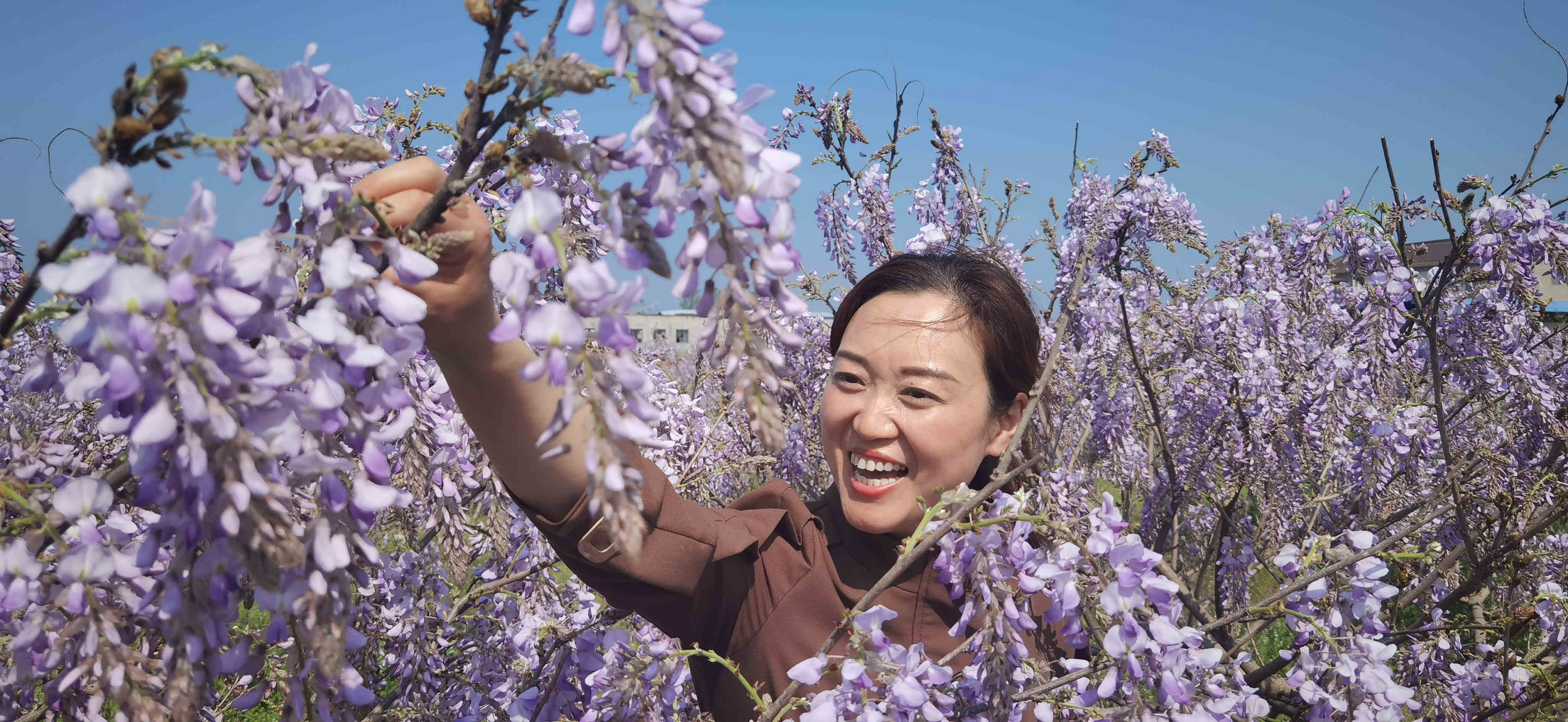 睢县平岗镇:致富路上"葛花香"