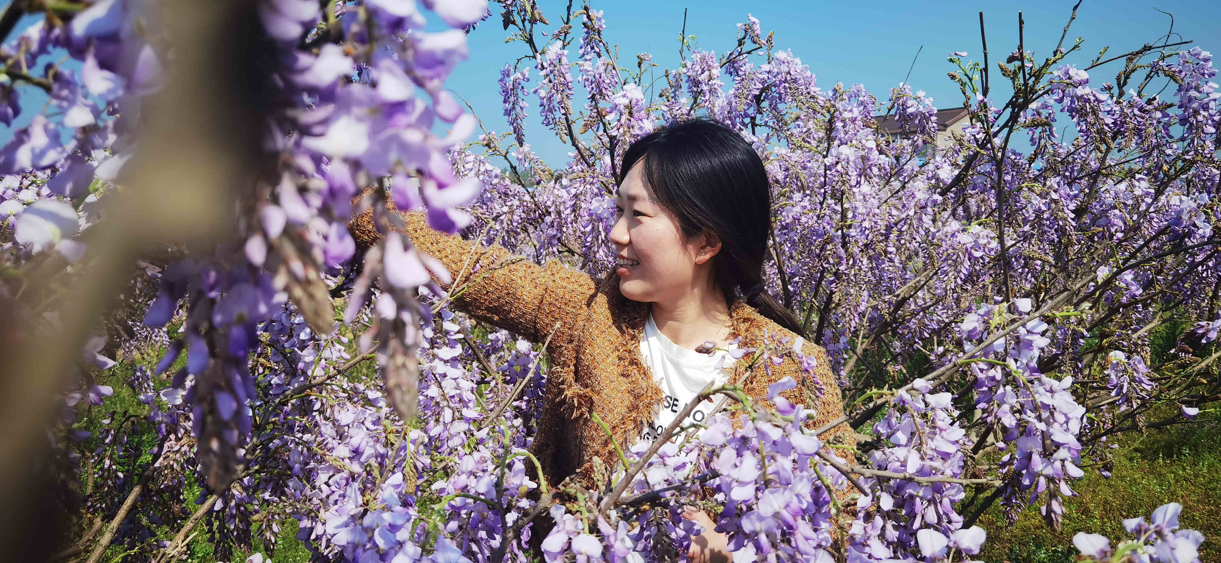 睢县平岗镇:致富路上"葛花香"