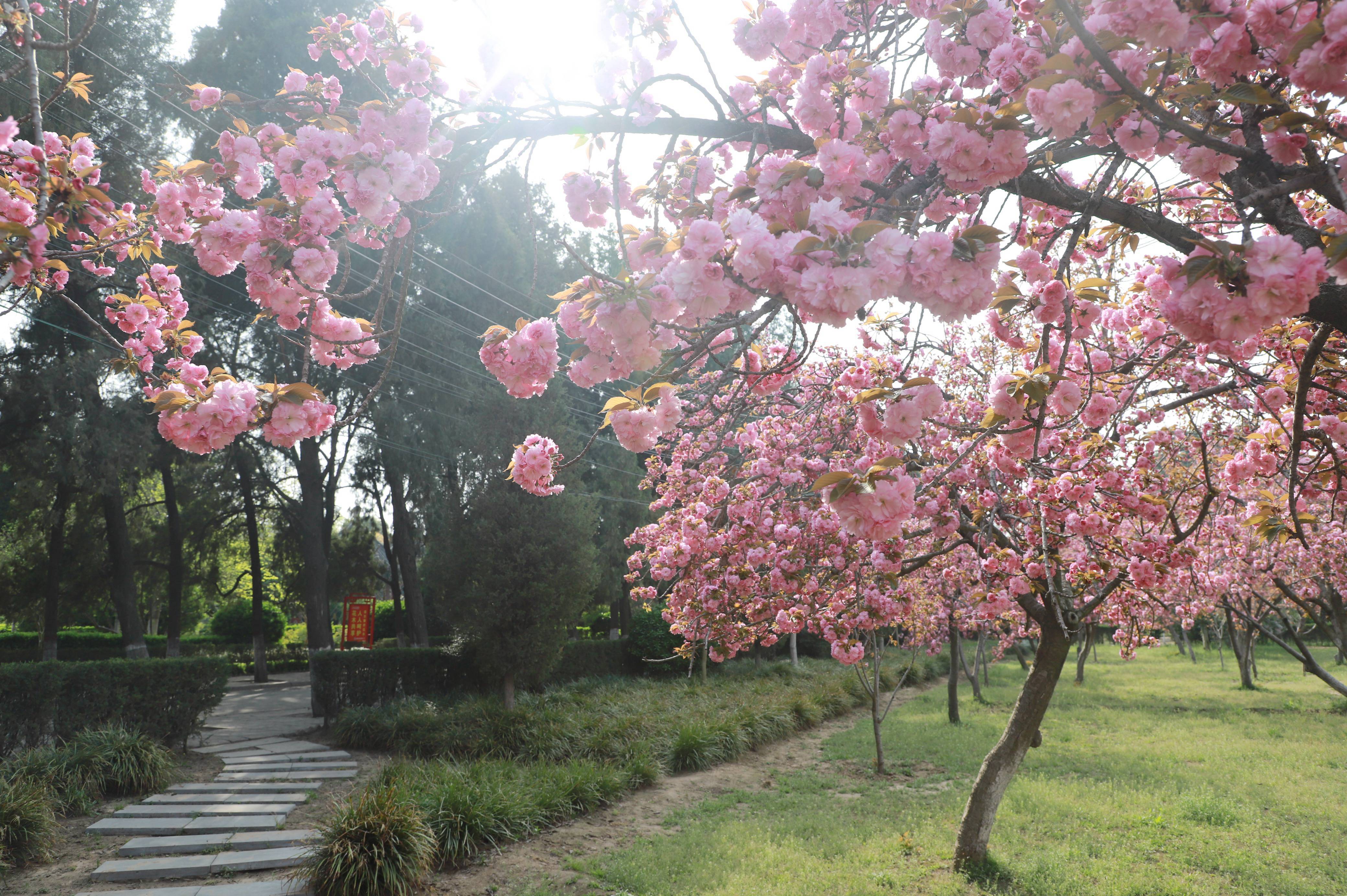 禹王台公园樱花图片
