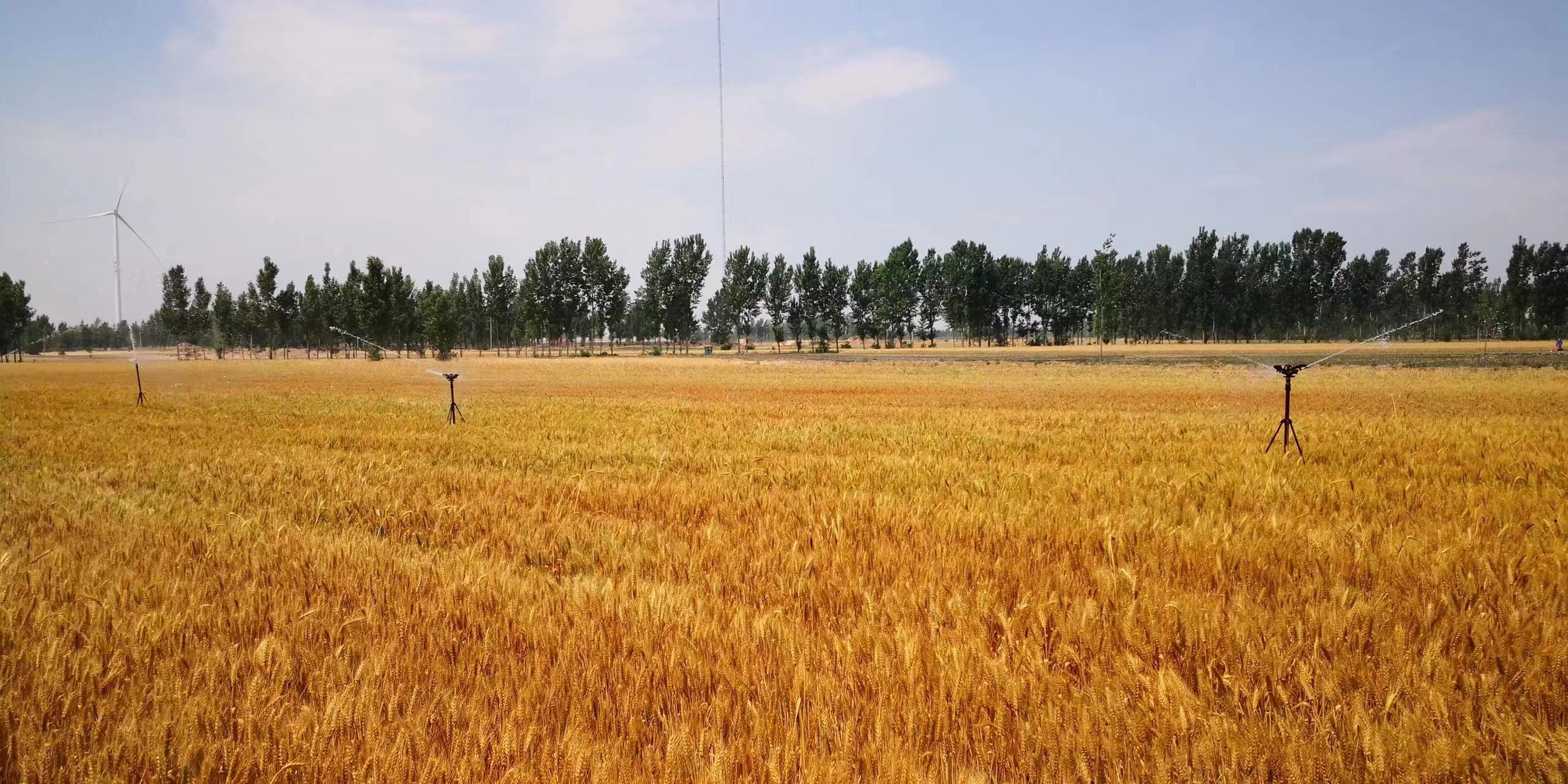防范干热风,延津在行动!专家手把手指导农民进行小麦后期管理