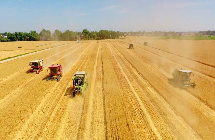 央媒观豫河南小麦丰收遍地金