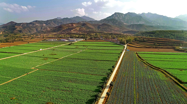 宜阳县张坞镇"蔬菜工厂" 田义伟 摄