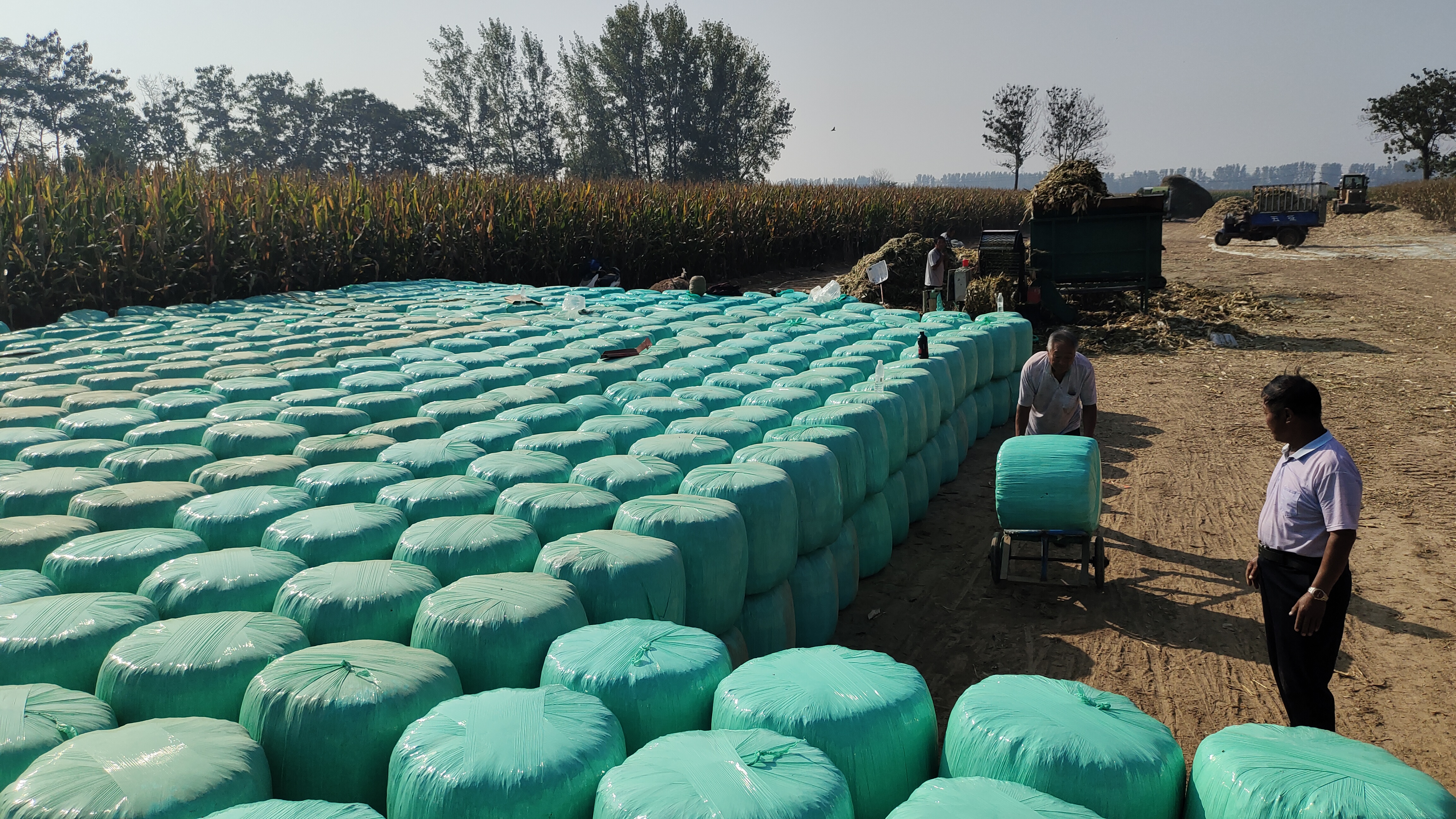 秸秆变饲料 农民收益高