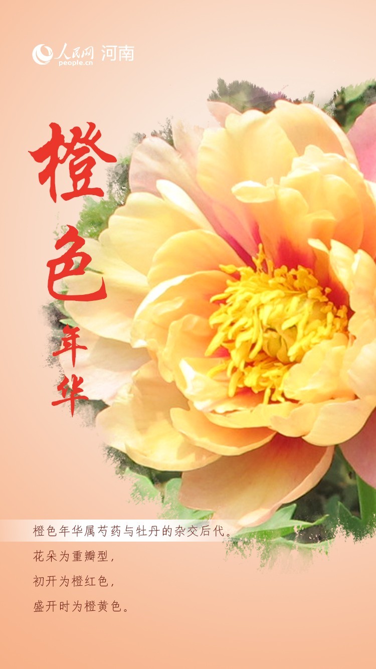 粉的、黄的、红的、紫的……牡丹花中的多彩中国色