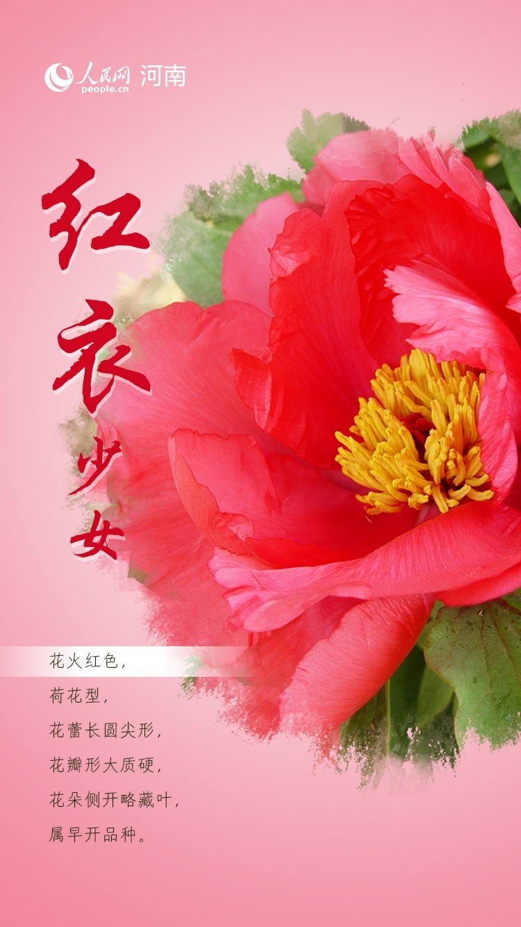 粉的、黄的、红的、紫的……牡丹花中的多彩中国色