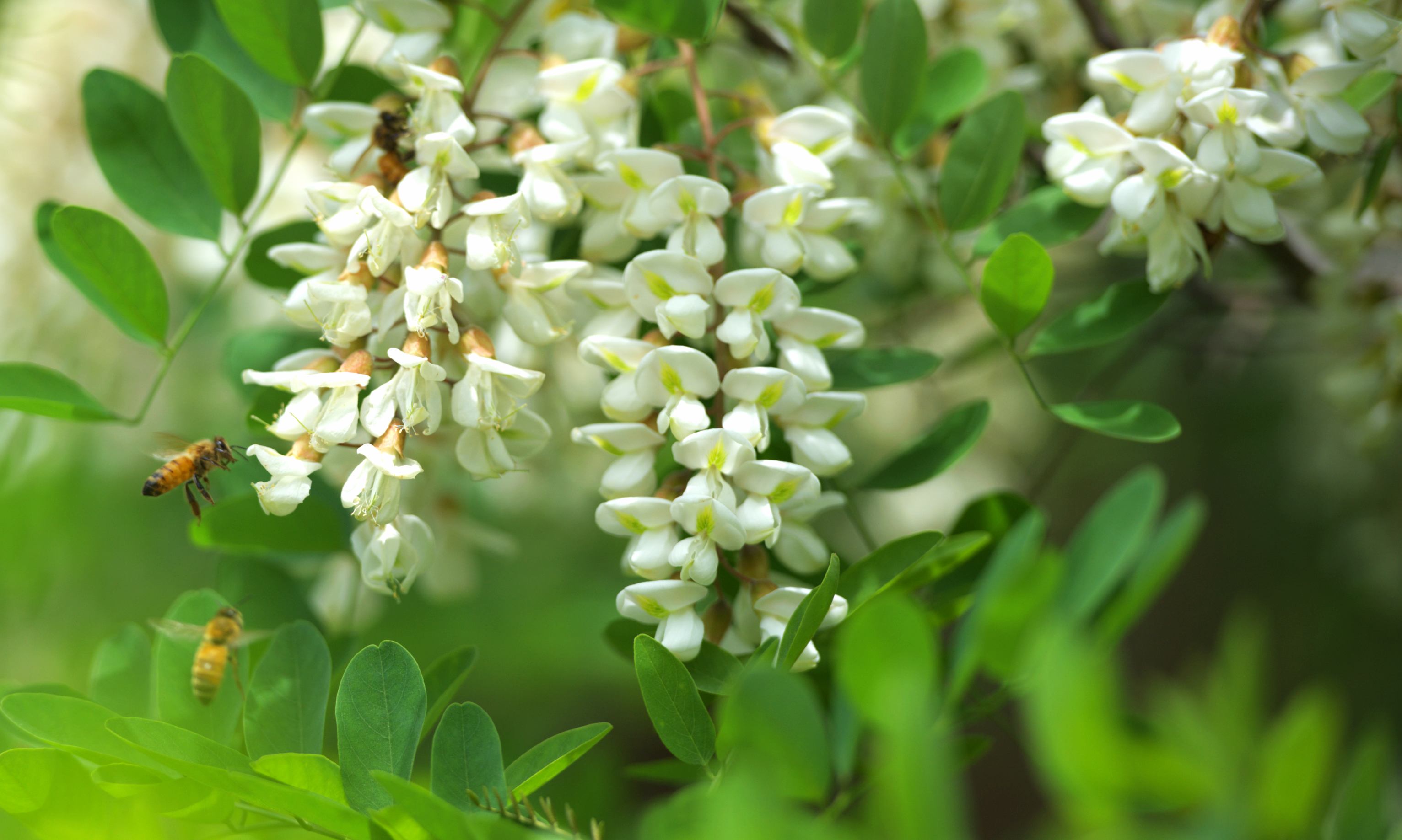 图说|济源南山十万亩槐花迎客来