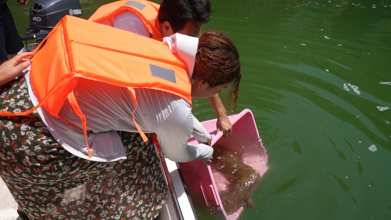 2米长26斤重的野生娃娃鱼在灵宝成功放生