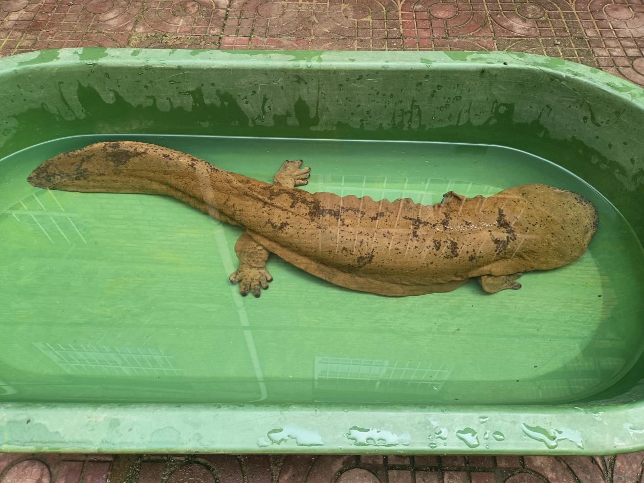 2米长26斤重的野生娃娃鱼在灵宝成功放生