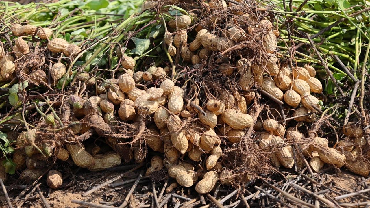 3万亩花生喜获丰收