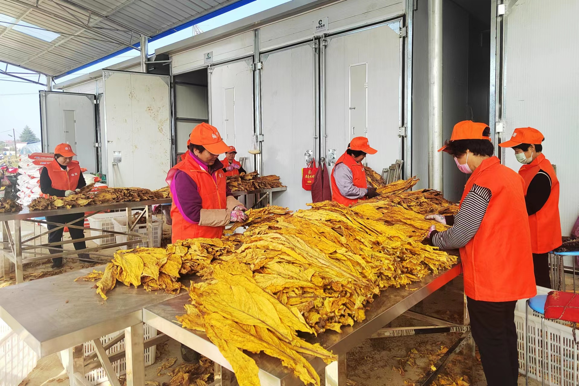 首页>新闻中心>市县动态>在该村集群烤烟点,打开烤烟房门,满目金黄