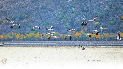 美丽河南建设进行时 | 渠首淅川迎来“鸟界国宝” 28只东方白鹳首次现身丹江湿地