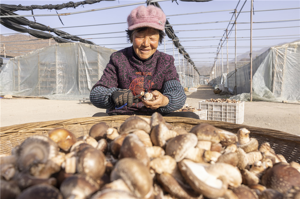 綢子村村民正在修剪香菇.jpg