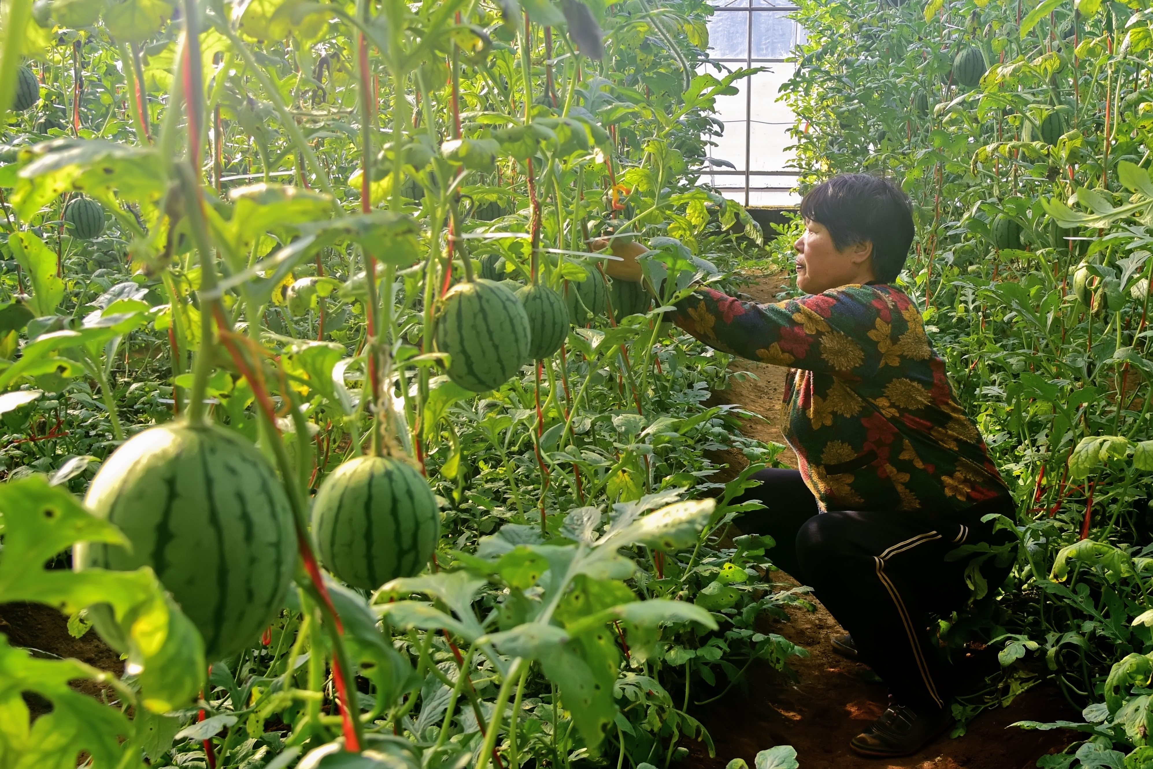 立冬以来，孟津区送庄镇送庄社区蔬菜种植基地里，袖珍小西瓜等长势喜人，迎来成熟上市季（郑占波 摄）.jpg