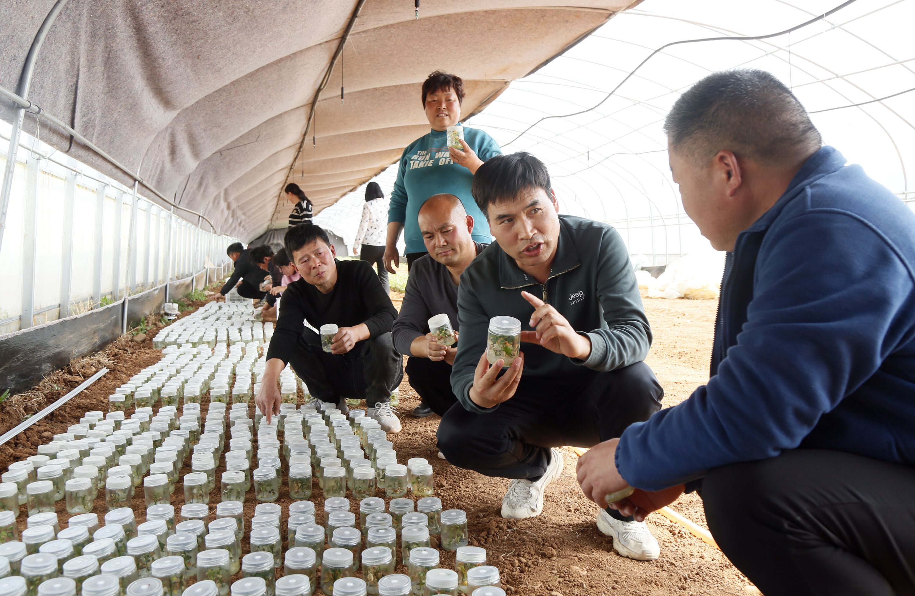 在汝阳县三屯镇郭庄村薯类种植家庭农场，洛阳市农林科学院植保所科研人员在指导农民培育红薯脱毒试管苗（康红军 摄）.jpg