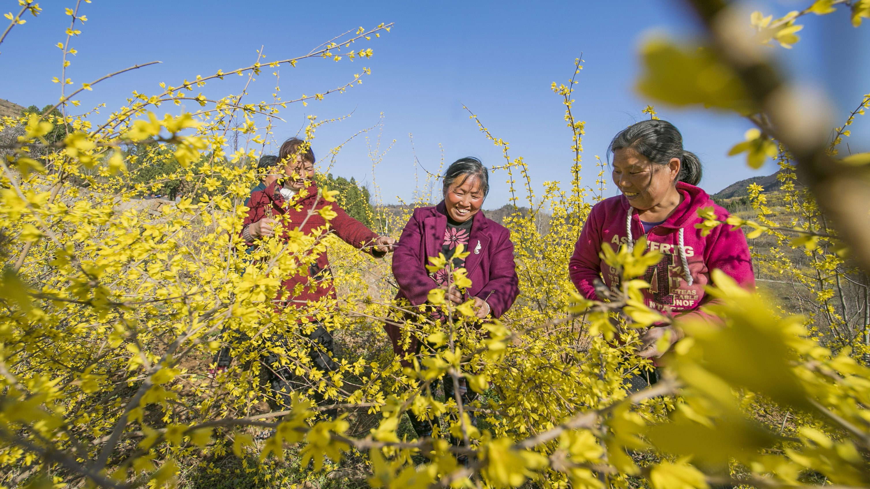 收獲希望（ 聶金鋒攝）.jpg