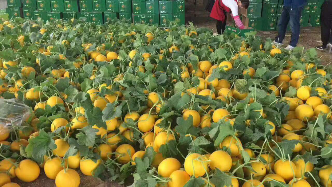 央媒观豫 | 何以兰考