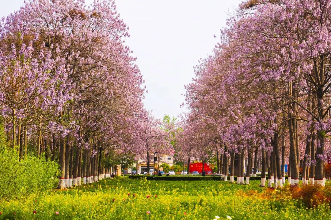 央媒观豫 | 何以兰考